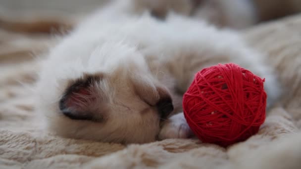 Yavru Kedi 'nin yavaş çekim üst görüntüsü kırmızı topun yanında uyuyor.. — Stok video