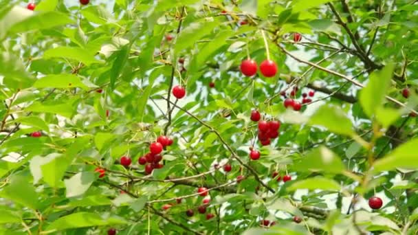 Czerwona wiśnia dojrzewa na drzewie w letni dzień. Zwolniony ruch — Wideo stockowe