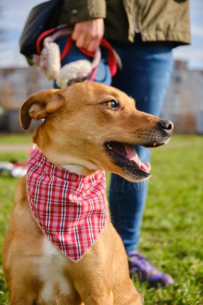 Hayvan portresi arkadaşı kızak köpek kızağı kameraya bakıyor. Sürüm 3
