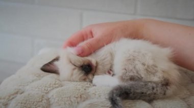 The little kitten is sleeping and a womans hand is gently stroking him. Close up
