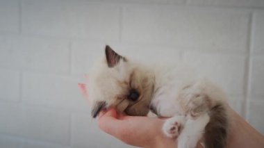 Footage holding cute white little sleeping baby cat. Slow motion view
