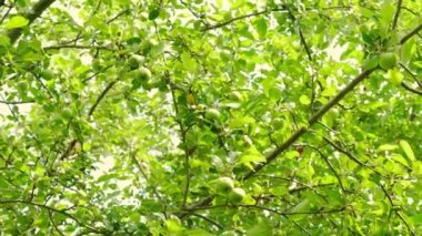 Bir yaz günü rüzgarda sallanan genç elmalarla dolu bir dal. Yavaş çekim gelecek