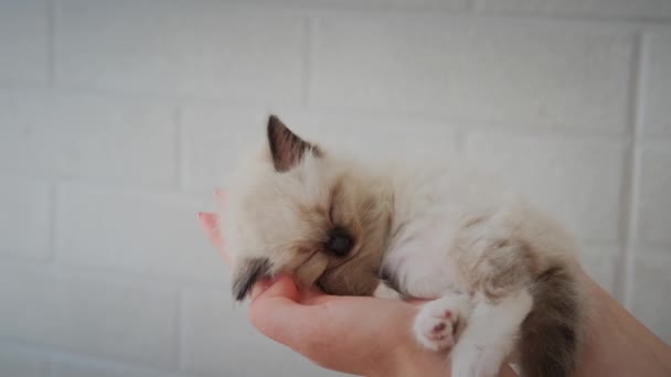 Footage holding cute white little sleeping baby cat. Slow motion view — Vídeo de stock