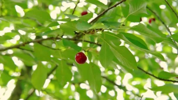 Harvest of Red ripe cherry on tree in summer day. Slow motion — стоковое видео