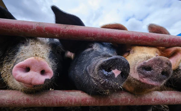 Close up view of many Piglet is waiting for food 