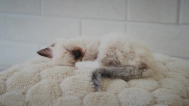 Küçük kedi yavrusu uyuyor. Geleceği kapat