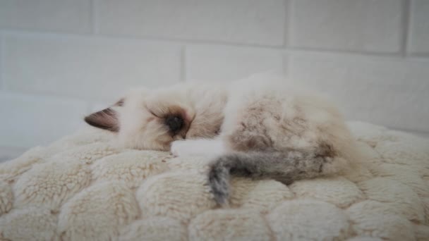 O gatinho está dormindo. Fechar o futuro — Vídeo de Stock