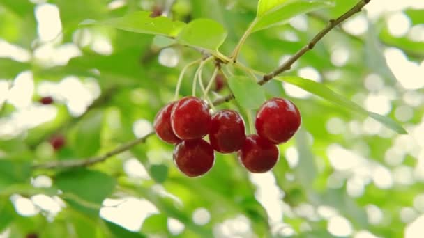 Vista de cerca de la cosecha de cereza roja madura en el árbol en el día de verano. Movimiento lento — Vídeos de Stock