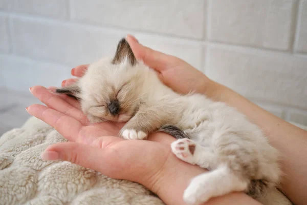 Sevimli beyaz, küçük, uyuyan bir kedi yavrusu. 
