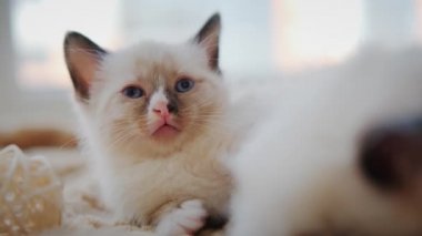 Küçük kedi yavrusu uyuyor. Yakın çekim. Yavaş çekim
