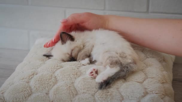 작은 고양이가 베개 위에서 자고 있어. 오물 처리 — 비디오
