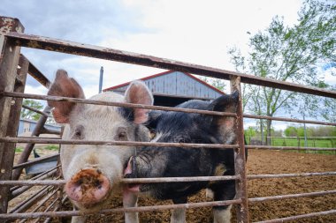 Piglet 'in yakın görüntüsü yemek için bekliyor.