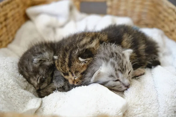 Üç küçük kedi yavrusu yakın zamanda doğdu. Sepet Taşıyıcı 2 'de birlikte uyuyorlar.
