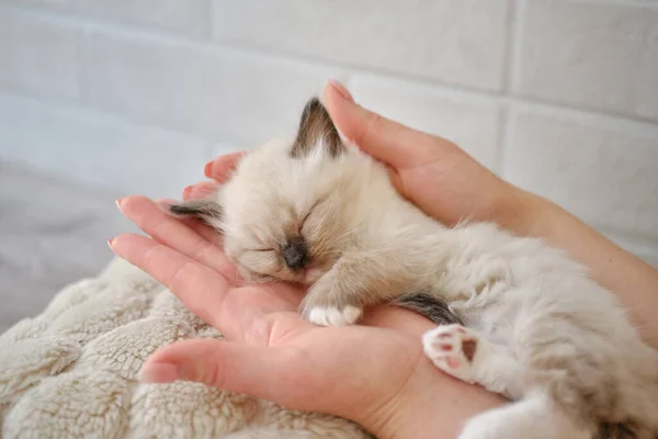 Footage holding cute white little sleeping baby cat. Vesrsion 3 — Stock Photo, Image