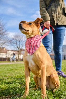 Hayvan portresi arkadaşı kızak köpek kızağı kameraya bakıyor. Sürüm 4