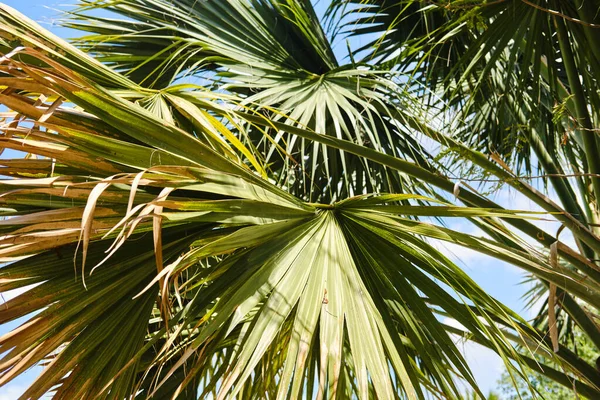 Palmy liściaste na tle nieba. Tropikalne, egzotyczne wakacje. Koncepcja podróży letniej — Zdjęcie stockowe