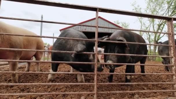 Close-up fusie van varkenshouderij, zwarte varkens bij het hek 4k — Stockvideo