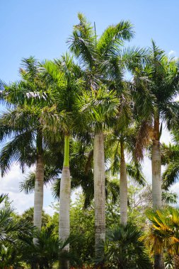 Arka planda palmiye ağaçları. Tropik, egzotik bir tatil. Yaz yolculuğu konsepti. Sürüm 4