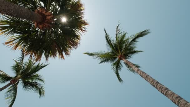 Utsikt över palmer mot himlen. Slow motion view — Stockvideo