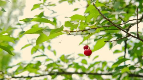 夏日,红熟樱桃在树上收获的近景.慢动作射击 — 图库视频影像