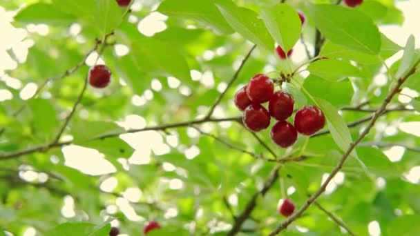 Close up view of Red ripe cherry on tree in summer day. Slow motion shot — Stock Video