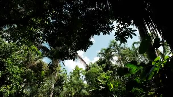 Down View of palm trees against sky. Slow motion view — Vídeo de Stock