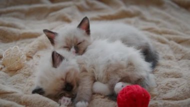 İki küçük kedi uyuyor. Yakın çekim.
