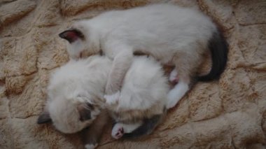 İki küçük kedi uyuyor. Üst çekimi kapat.