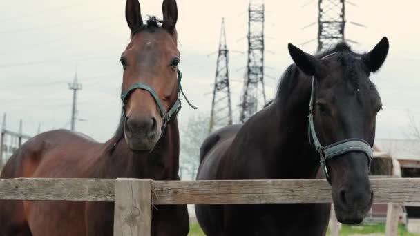 Horses in a stable in a stallions horse farm. Close up view — Video