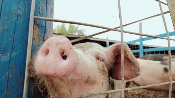 Close up shot. Pig farm, many pigs near the fence in farm — Stockvideo