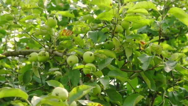 Branch with young apples swaying in the wind on a summer day. Slow motion futage — Video