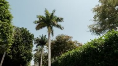 View of palm trees against sky. Slow motion futage