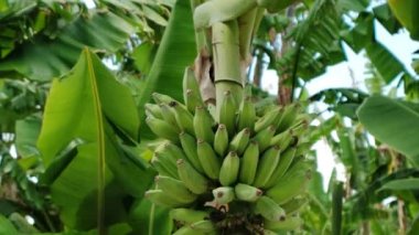 Close up. Bunch of banana ,Green bananas,A banana tree in the sunny day