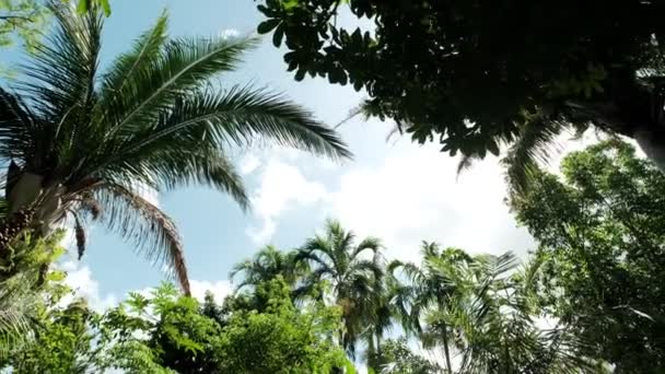 Down shot of palm trees against sky. Slow motion view — Stockvideo