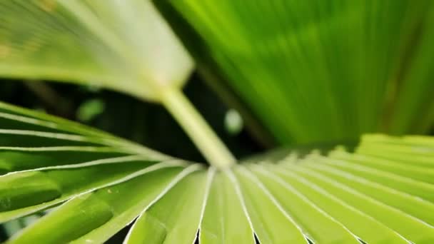 热带雨林里鲜亮多汁的奇异绿叶，棕榈叶上的阳光. — 图库视频影像