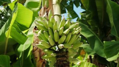 Manzarayı kapat. Bir demet muz, yeşil muz, güneşli bir günde bir muz ağacı