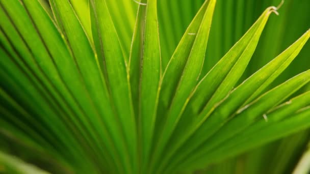 Leuchtend saftiges exotisches Grün im Urwald, Sonnenlicht auf dem Palmblatt. Nahaufnahme — Stockvideo