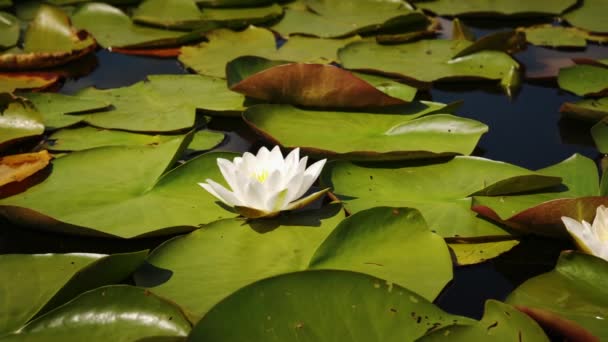 Közelkép kilátás integető fehér virág a víz liliom lebeg a tóban — Stock videók