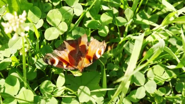 Uma borboleta senta-se na grama. Fechar — Vídeo de Stock