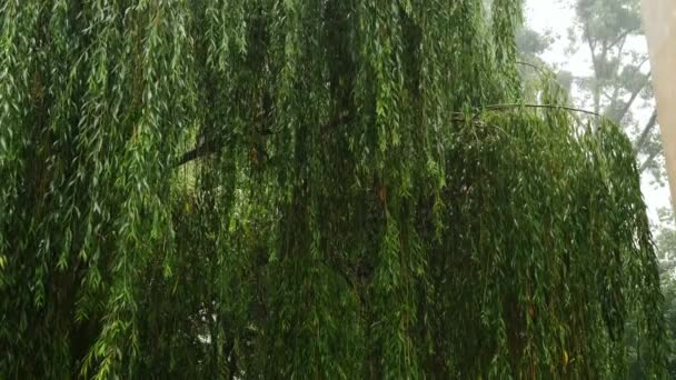 雨の季節のスローモーションビューの木の背景。閉じろ! — ストック動画