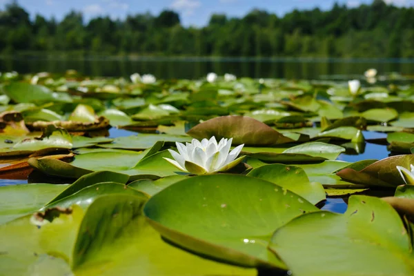Primer plano de la ondulante flor blanca del nenúfar flotando en el lago — Foto de Stock