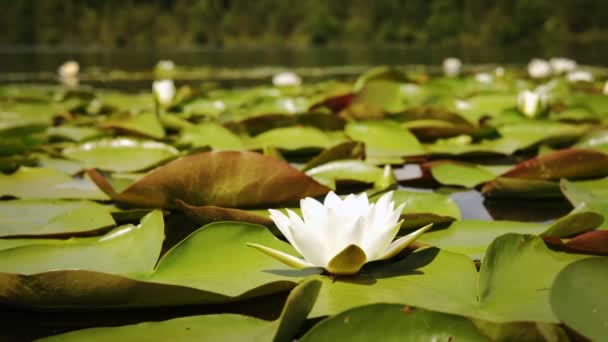 Close up futage de acenando flor branca do lírio de água flutuando no lago — Vídeo de Stock