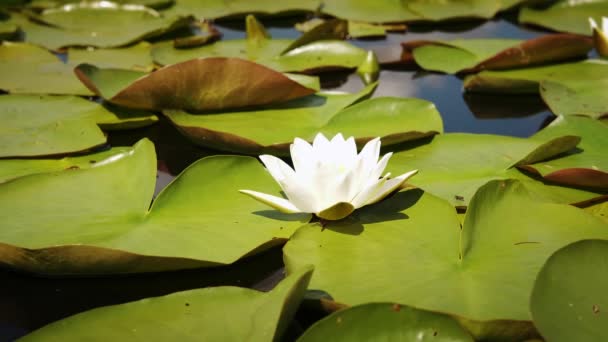 Zwaaiende witte bloem van de waterlelie drijvend in het meer. Close-up fusie — Stockvideo