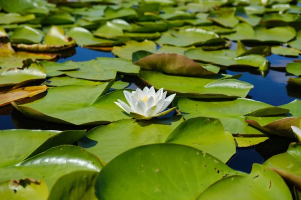Primer plano de la ondulante flor blanca del nenúfar flotando en el lago Versión 2 — Foto de Stock