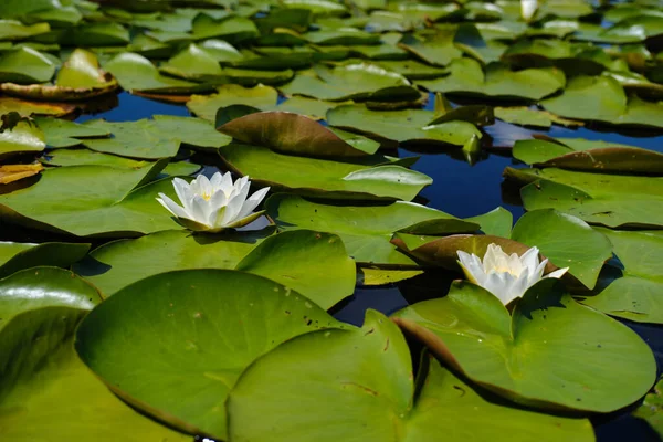 Primer plano de la ondulante flor blanca del nenúfar flotando en el lago Versión 3 — Foto de Stock