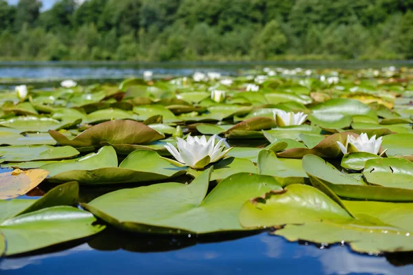 Amplia vista de la ondulante flor blanca del nenúfar flotando en el lago Versión 3 — Foto de Stock