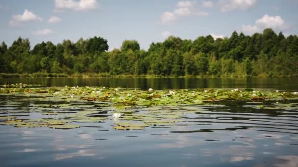 Zwaaiende witte bloem van de waterlelie drijvend in het meer. Breed schot — Stockvideo