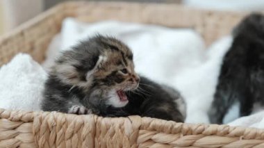 Küçük Yeni Doğmuş Gri Kedi Yavruları 'nın portresinin yakın geleceği bir sepette uyur. 