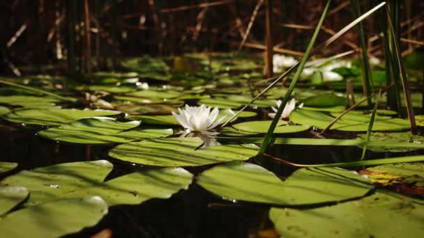Agitant fleur blanche du nénuphar flottant dans le lac. Gros plan futage — Video