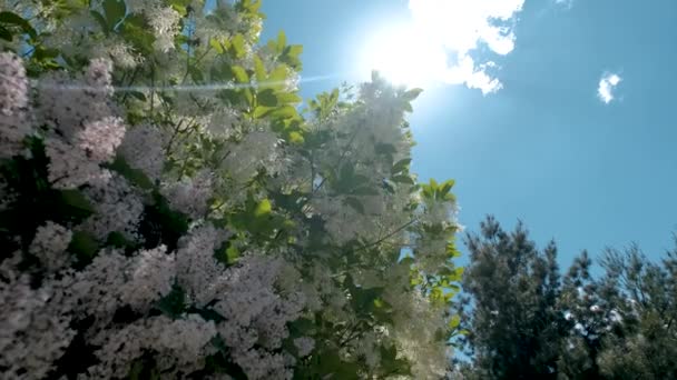 Blossoming pássaro cereja árvore cacho com flores brancas e folhas verdes em um dia ensolarado primavera Mover câmera — Vídeo de Stock